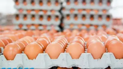 سعر كرتونة البيض اليوم الثلاثاء 12 مايو 2026: ارتفاع البيض الأحمر والأبيض واستقرار البلدي