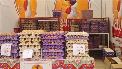محافظ الدقهلية يتابع يومياً أسعار السلع بالمعرض الدائم والبيض بـ125 جنيهاً