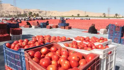 سعر الطماطم اليوم في سوق العبور السبت 16-5-2026 بين 12.5 و27.5 جنيها