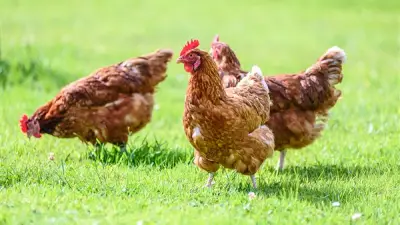 استمرار انخفاض أسعار الفراخ اليوم الأحد 17 مايو 2026 في الأسواق