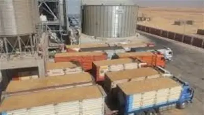 الوادي الجديد تسجل 183 ألف طن قمحًا موردة خلال موسم الحصاد