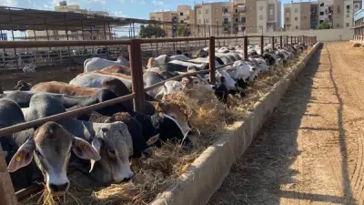 الزراعة تواصل تحصين 2.4 مليون رأس ماشية ضد الحمى القلاعية والوادي المتصدع