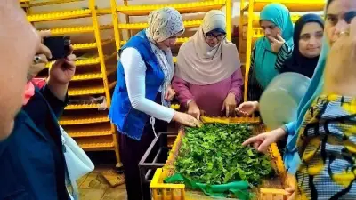 وقاية النباتات يُؤهل 25 سيدة ريفية لإدارة مشروعات إنتاج الحرير الطبيعي