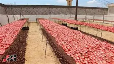 نقيب الفلاحين: الطماطم ستنخفض لـ25 جنيهاً خلال أسابيع