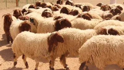 سعر الخروف اليوم الأربعاء 27-5-2026 في مصر: الكيلو القائم بكام؟