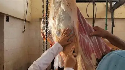 ذبح 276 أضحية بمجازر الوادي الجديد في ثاني أيام العيد