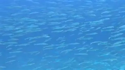 بدء موسم سمك الشعور في الغردقة.. 3 أشهر من المتعة تحت الماء