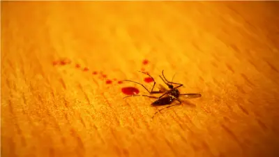 بدون مبيدات كيميائية.. 3 خطوات طبيعية للتخلص من الناموس في غرفتك