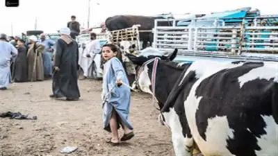 سوق صنبو الأسبوعي للمواشي: أسعار الأضاحي بين 30 و200 ألف جنيه