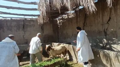 بحوث الصحراء يوزع 30 كبشًا برقيًا محسنًا وأعلافًا مجانية بسيوة