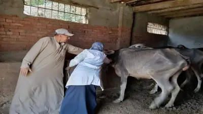 تحصين 313 ألف رأس ماشية ضد الحمى القلاعية في المنوفية