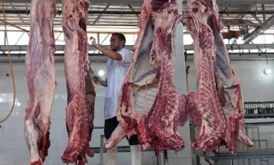 الزراعة: ذبح أكثر من 35 ألف أضحية بالمجازر الحكومية مجانًا خلال عيد الأضحى