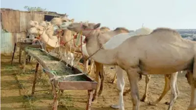 ذبح أكثر من 35 ألف أضحية في المجازر الحكومية خلال عيد الأضحى