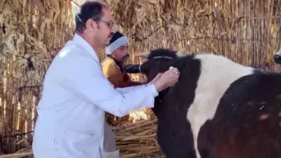 تحصين 37 ألف رأس ماشية ضد الحمى القلاعية وحمى الوادي المتصدع بالمنيا