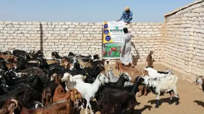 أسعار الماعز في الأسواق قبل عيد الأضحى: من 4 إلى 10 آلاف جنيه للرأس