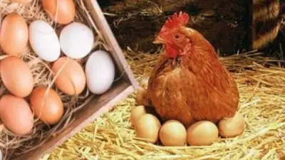 انخفاض أسعار البيض 40 جنيهاً في الأسواق اليوم السبت