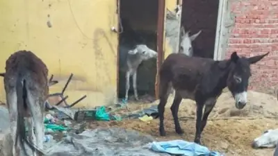 نقيب الفلاحين: سعر جلد الحمار يصل إلى 40 ألف جنيه والصين ترفع الطلب