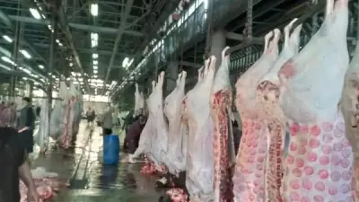الزراعة تفتح 497 مجزرًا حكوميًا مجانًا للمواطنين خلال عيد الأضحى