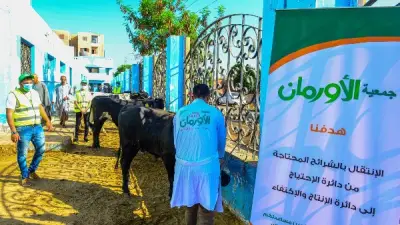 الاستعداد لنحر 50 عجلا في مجزر سمالوط بالمنيا خلال أيام التشريق