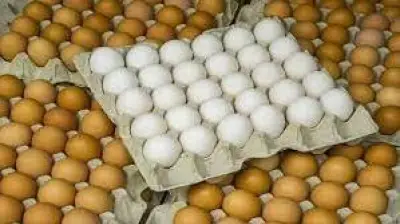 انخفاض أسعار البيض 50 جنيهاً.. الأسباب والتفاصيل