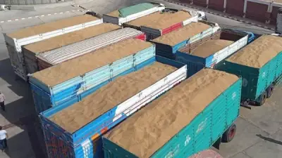 الوادي الجديد تورد 543 ألف طن قمح للشون والصوامع