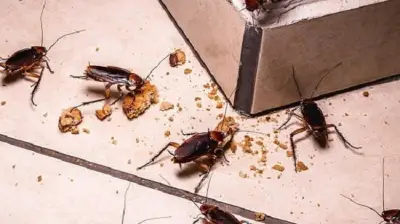 بـ6 زيوت طبيعية.. طرق فعالة لإبعاد الحشرات عن المنزل في الصيف