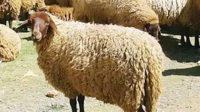 طريقة الحصول على أضحية الأوقاف بالتقسيط بدون فوائد لـ 6 أشهر