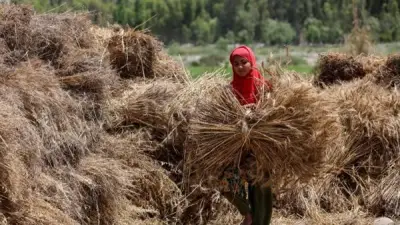 زراعة بني سويف تحقق 60% من مستهدف حصاد القمح وتعلن حصاد 69 ألف فدان