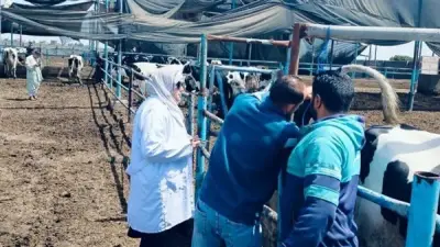 بيطري الشرقية يفحص 6868 رأس ماشية ضد البروسيلا والسل البقري