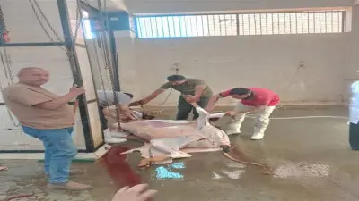 تحرير 7 محاضر لمخالفات الذبح بالشارع في المنيب خلال حملة رقابية