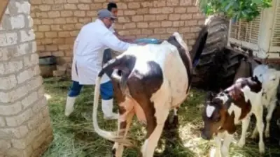 تحصين 77 ألف رأس ماشية ضد الحمى القلاعية والوادي المتصدع في الغربية