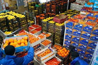 نقلة جديدة للصادرات الزراعية المصرية: إنفوغراف يكشف الأرقام