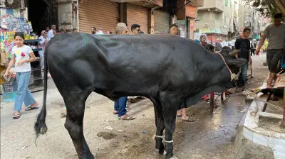 دار الإفتاء تحدد سن الأضحية في البقر والماعز وتوضح العبرة منه