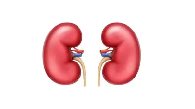 أعراض كسل الكلى وأسبابه وطرق العلاج: دليل شامل للوقاية