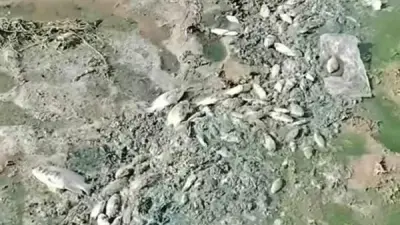 أزمة بيئية مفاجئة في بحيرة النوبة بالسودان: نفوق أسماك وانتشار طحالب