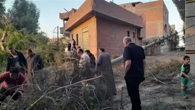 سقوط شجرة كافور ضخمة على عمود إنارة في الدقهلية بسبب سوء الطقس