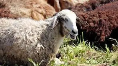 هل تجوز الإنابة في نحر الأضحية؟ دار الإفتاء تجيب وتوضح الشروط