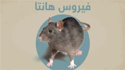 هل فيروس هانتا معدٍ؟ الصحة العالمية تكشف الأعراض والمضاعفات