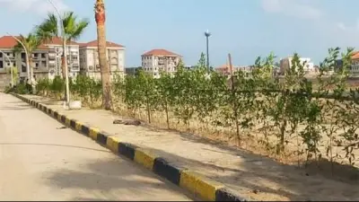 خطة الحكومة لتوسيع المساحات الخضراء: تشجير الدائري وزراعة آلاف الأشجار بالدقهلية