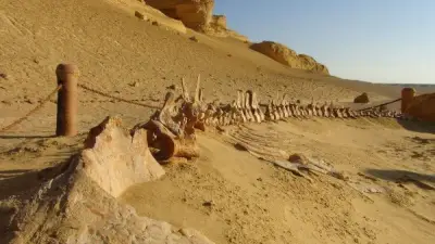تجديد إدراج وادي الحيتان بالقائمة الخضراء الدولية للمناطق المحمية لخمس سنوات