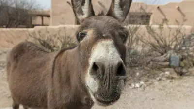 اليوم العالمي للحمار.. حيوان ذكي وظلمه البشر عبر التاريخ
