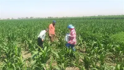 تغيرات المناخ تربك الزراعة في مصر وخبراء يحذرون من اختفاء الربيع