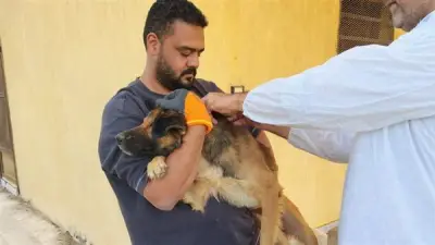 الطب البيطري بالإسماعيلية يواصل حملات تحصين الكلاب الحرة ضد السعار