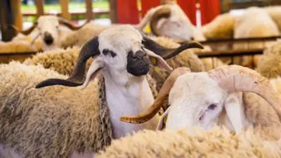 الإفتاء توضح حكم الأضحية بكبش واحد عن الرجل وأهل بيته