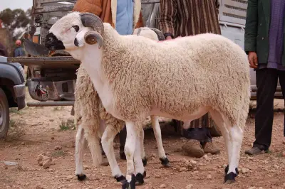 الزراعة: رقابة صارمة على الأضاحي في عيد الأضحى لضمان سلامتها