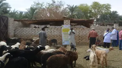 قوافل بيطرية من مركز بحوث الصحراء تقدم العلاج والإرشاد لمربي الثروة الحيوانية في توشكى