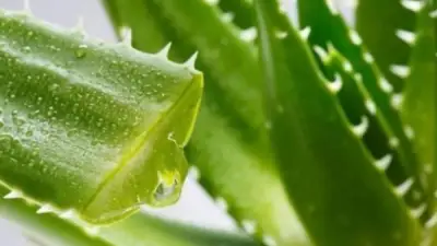 هل يناسب الصبار جميع أنواع البشرة؟ معلومات لا تعرفها من قبل