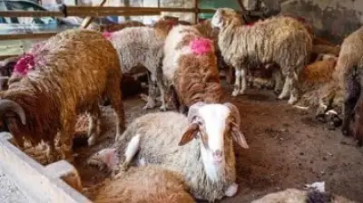 خطأ شائع أثناء ذبح الأضحية يؤثر على طعم اللحمة ورائحتها قبل العيد