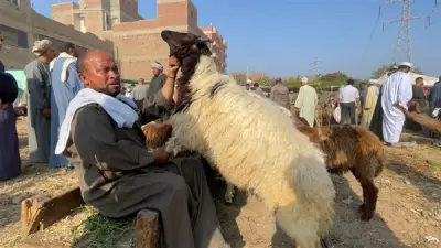 كيفية تقسيم الأضحية؟ أمين الفتوى يوضح الحكم الشرعي