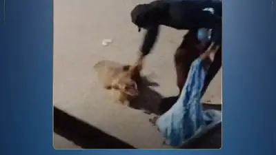 القبض على متهم بتعذيب كلب ضال في القاهرة